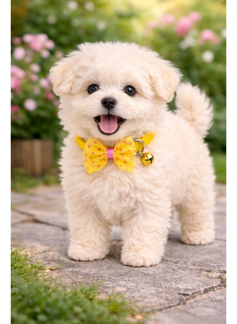 Petto Luxury Bow Tie Puppy Collar with Bell – Adjustable, Cute & Comfortable - Image 3