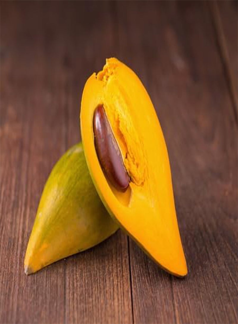 جي جوت 5 قطع من بذور فاكهة لوكوما نيرفوسا الطازجة - Image 2