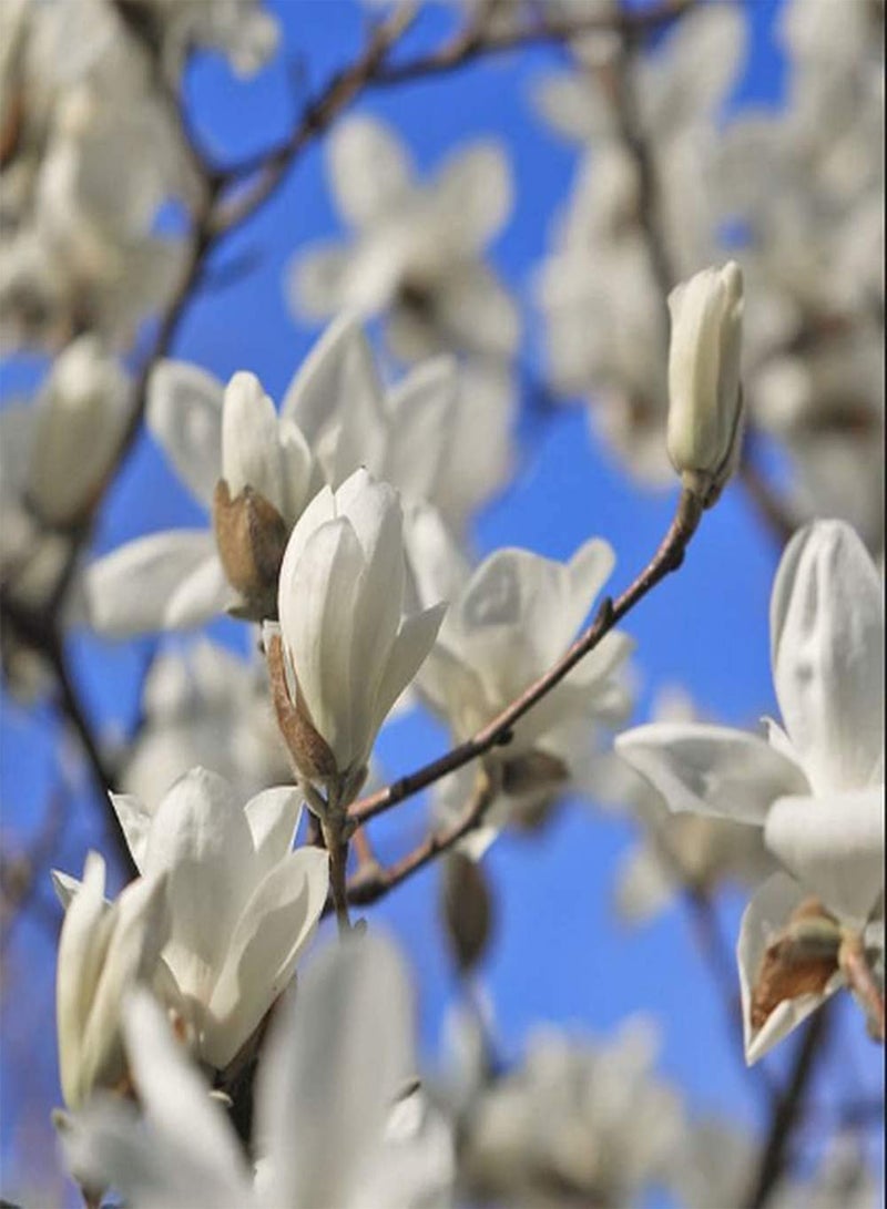 GGOOT 50pcs Magnolia Seeds Deciduous Tree Special Fragrant High Attractive Heirloom Flowers for Garden Planting Beautiful Cut Flower Bouquets - Image 2