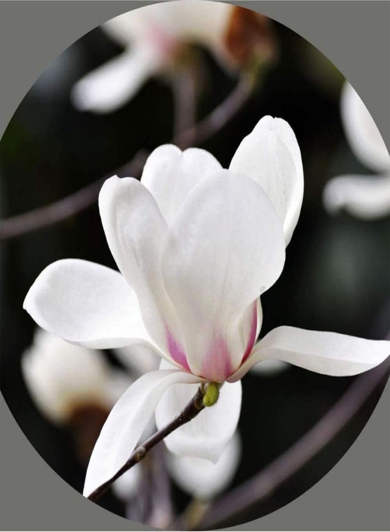 GGOOT 50pcs Magnolia Seeds Deciduous Tree Special Fragrant High Attractive Heirloom Flowers for Garden Planting Beautiful Cut Flower Bouquets - Image 1