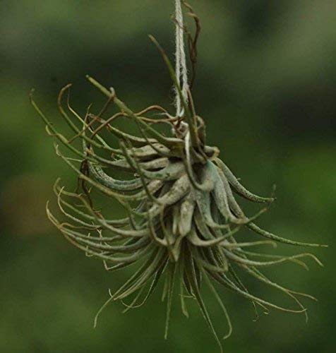 CAPPL Air Plants Live Indoor – Tillandsia Soil-Free Plants for Terrariums, Hanging Décor & Tabletop Displays | Easy-Care Decorative Indoor Plants | Pack of 5 Small Air Plants - Image 3