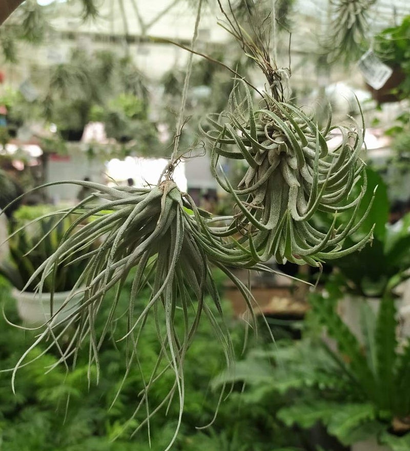 CAPPL Air Plants Live Indoor – Tillandsia Soil-Free Plants for Terrariums, Hanging Décor & Tabletop Displays | Easy-Care Decorative Indoor Plants | Pack of 5 Small Air Plants - Image 4