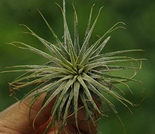 CAPPL Air Plants Live Indoor – Tillandsia Soil-Free Plants for Terrariums, Hanging Décor & Tabletop Displays | Easy-Care Decorative Indoor Plants | Pack of 5 Small Air Plants - Image 5
