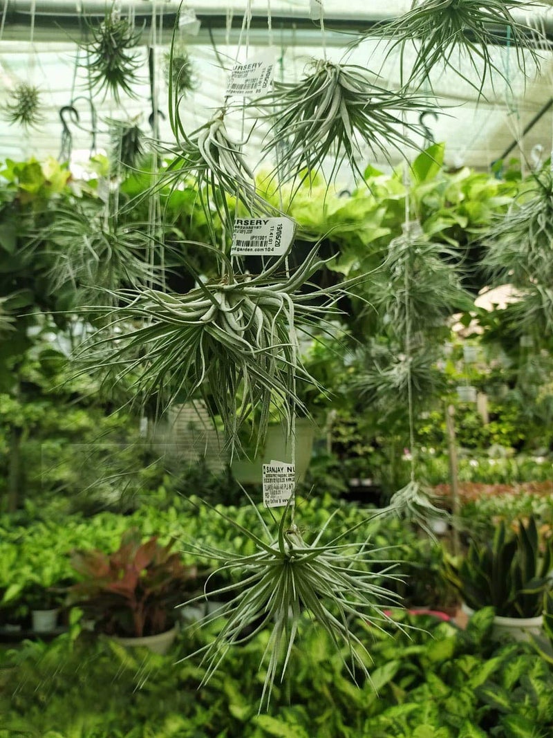 CAPPL Air Plants Live Indoor – Tillandsia Soil-Free Plants for Terrariums, Hanging Décor & Tabletop Displays | Easy-Care Decorative Indoor Plants | Pack of 5 Small Air Plants - Image 1