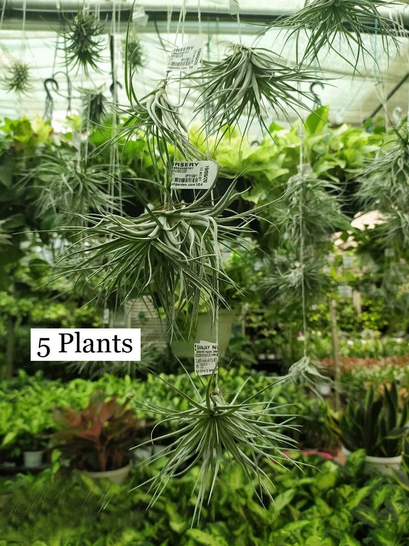 CAPPL Air Plants Live Indoor – Tillandsia Soil-Free Plants for Terrariums, Hanging Décor & Tabletop Displays | Easy-Care Decorative Indoor Plants | Pack of 5 Small Air Plants - Image 2