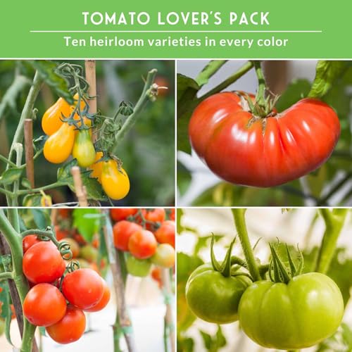 SURVIVAL GARDEN SEEDS Tomato Seeds 10 Variety Pack for Planting - Cherokee Purple, Roma, Cherry, Aunt Ruby's Green, Hillbilly, Mortgage Lifter, Brandywine & More - Non-GMO Heirloom Types- Survival Garden Seeds - Image 4