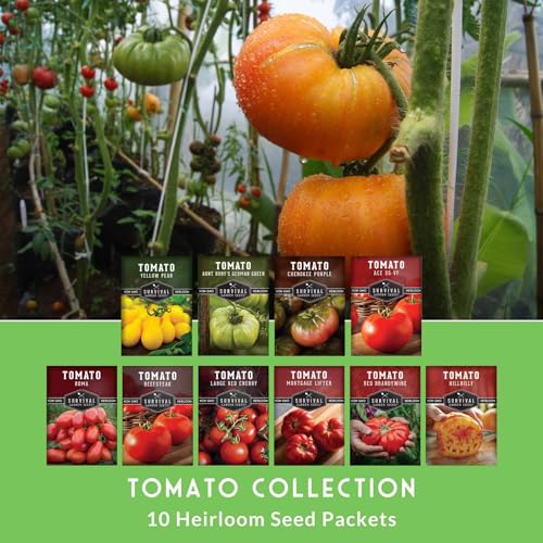 SURVIVAL GARDEN SEEDS Tomato Seeds 10 Variety Pack for Planting - Cherokee Purple, Roma, Cherry, Aunt Ruby's Green, Hillbilly, Mortgage Lifter, Brandywine & More - Non-GMO Heirloom Types- Survival Garden Seeds - Image 3