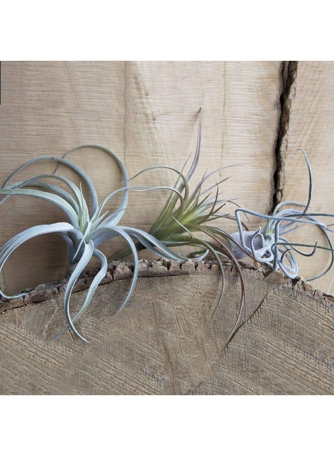 CHIVE Artificial Air Plants  Bulk Set of 5 Medium  Ultra Realistic Fake Tillandsia Bromeliad Plants  Decorative Faux Succulents for Home  Office Decor  No Care Needed - Image 2