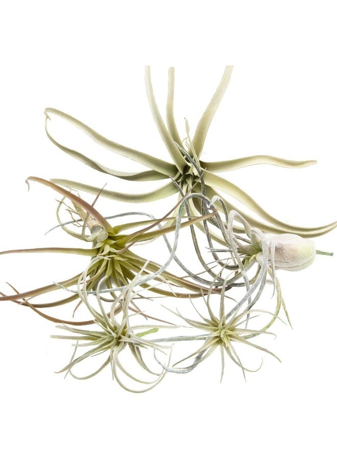 CHIVE Artificial Air Plants  Bulk Set of 5 Medium  Ultra Realistic Fake Tillandsia Bromeliad Plants  Decorative Faux Succulents for Home  Office Decor  No Care Needed - Image 4