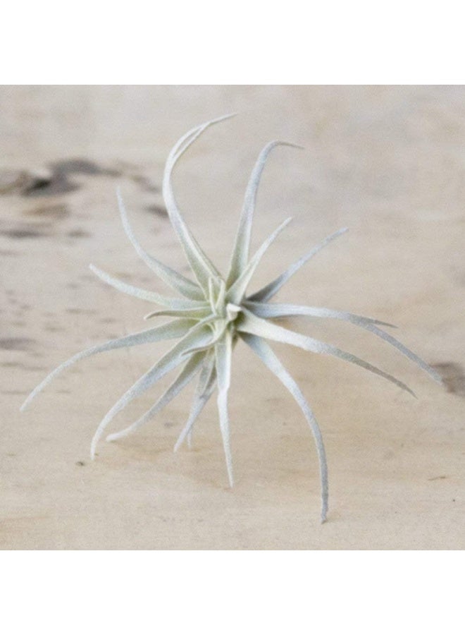 CHIVE Artificial Air Plants  Bulk Set of 5 Medium  Ultra Realistic Fake Tillandsia Bromeliad Plants  Decorative Faux Succulents for Home  Office Decor  No Care Needed - Image 3