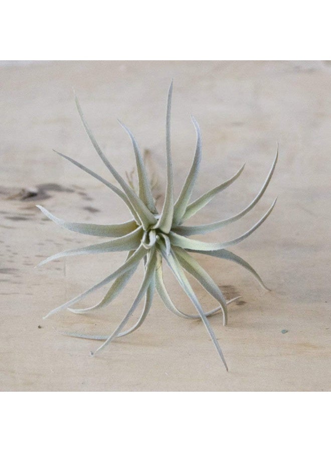 CHIVE Artificial Air Plants  Bulk Set of 5 Medium  Ultra Realistic Fake Tillandsia Bromeliad Plants  Decorative Faux Succulents for Home  Office Decor  No Care Needed - Image 5