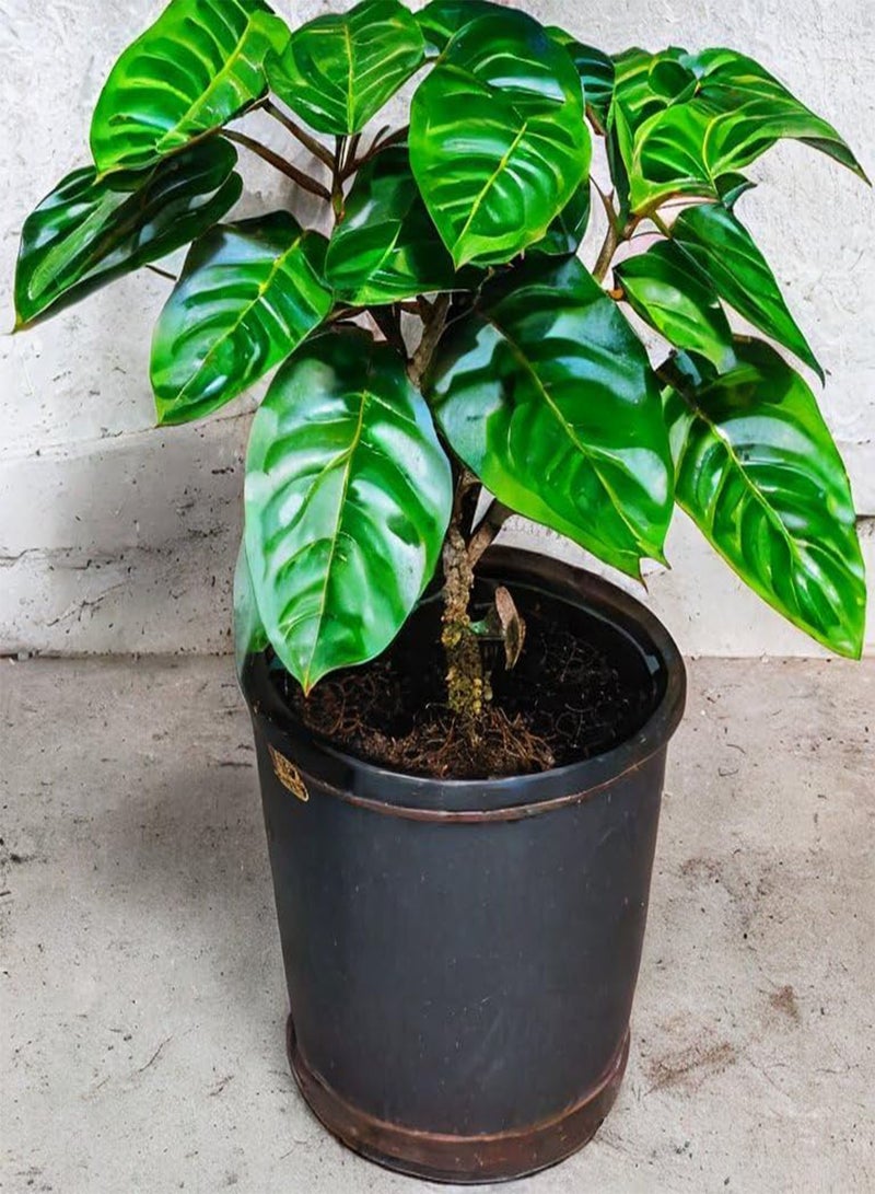 GGOOT Coffee 'Coffea Arabica Nana' Tropical House Plant Seeds - 15  Seeds - Image 1