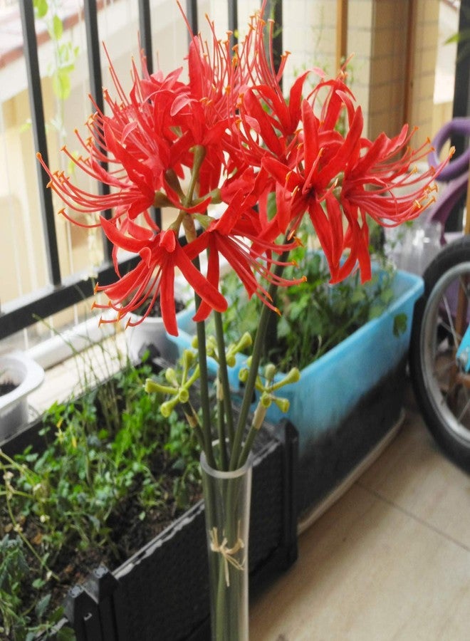 Calcifer 3 Stems Red Spider Lilies Artificial Flowers Lycoris Bulbs (Red) - Image 5