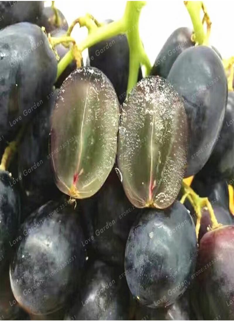 GGOOT - 50 pcs/Bag Grape Seed Fruit Black Grape Seed Dwarf Grapes Tree Easy Grow Dwarf Fruit for Home Garden Planting Potted plant - Image 1