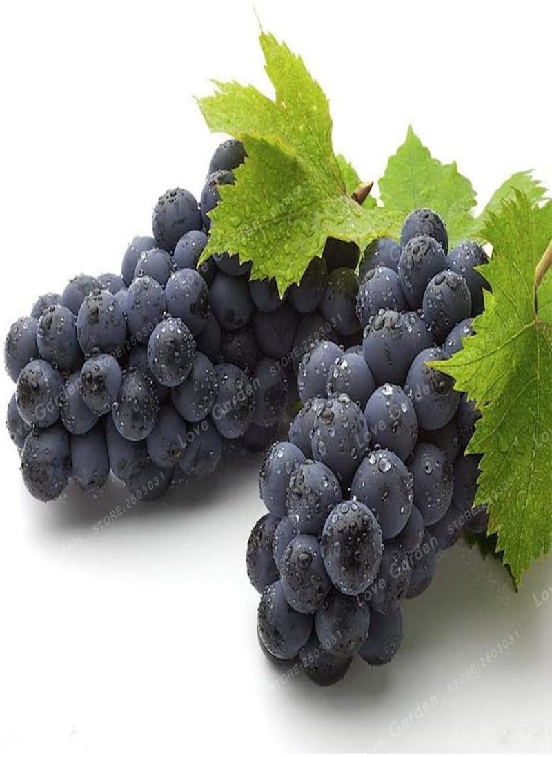 GGOOT - 50 pcs/Bag Grape Seed Fruit Black Grape Seed Dwarf Grapes Tree Easy Grow Dwarf Fruit for Home Garden Planting Potted plant - Image 1