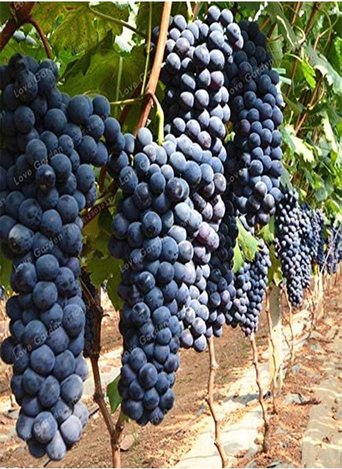 50 pcs/Bag Grape Seed Fruit Black Grape Seed Dwarf Grapes Tree Easy Grow Dwarf Fruit for Home Garden Planting Potted plant