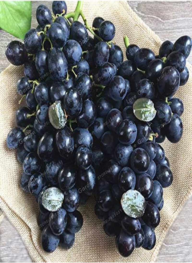 GGOOT - 50 pcs/Bag Grape Seed Fruit Black Grape Seed Dwarf Grapes Tree Easy Grow Dwarf Fruit for Home Garden Planting Potted plant - Image 1