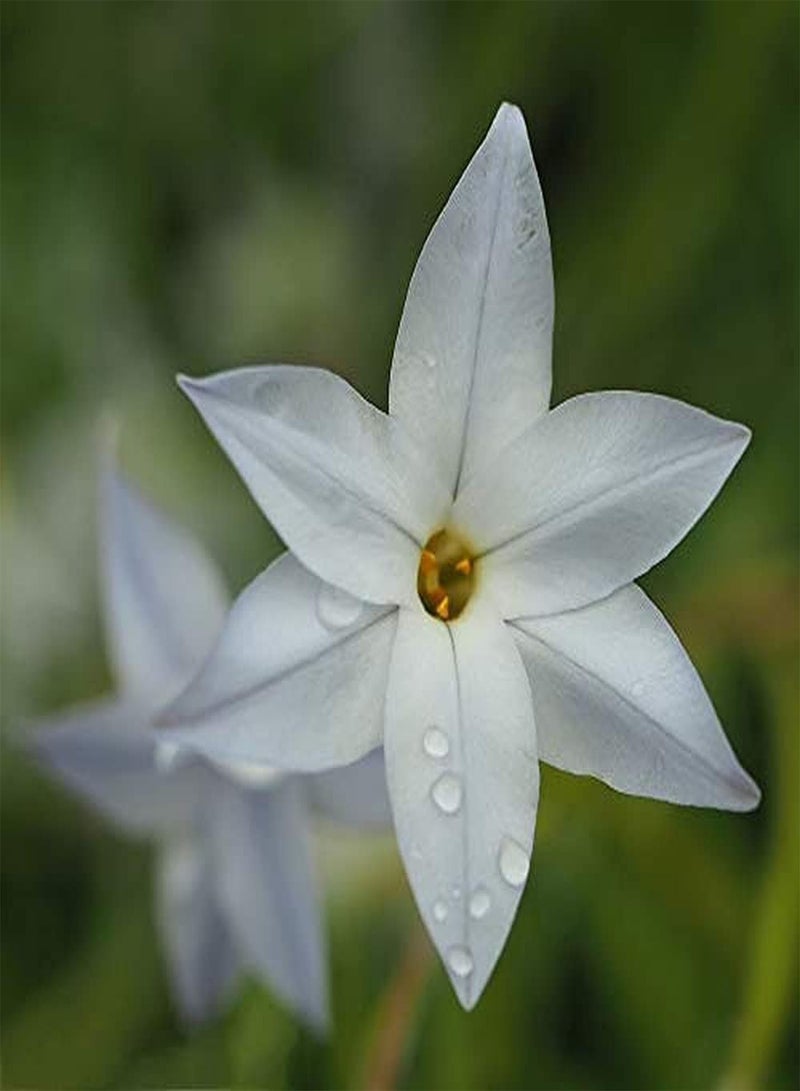 جي جوت 10 قطع من بذور زفيرانثيس، عشبة معمرة، بذور زهور، سهلة الزراعة، حديقة زخرفية، تزيين الحديقة، إضافة اللون - Image 1