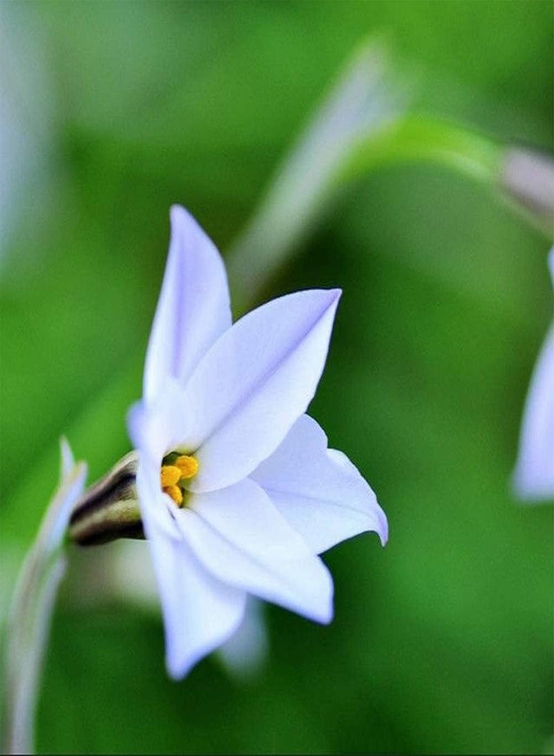 جي جوت 10 قطع من بذور زفيرانثيس، عشبة معمرة، بذور زهور، سهلة الزراعة، حديقة زخرفية، تزيين الحديقة، إضافة اللون - Image 2