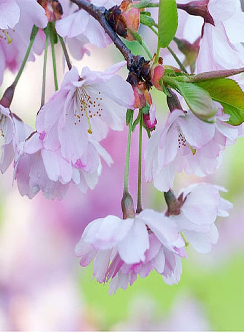 جي جوت 30 قطعة من بذور ساكورا أزهار الكرز الوردية الفاتحة لزراعة الحدائق الخارجية وديكور الفناء الجميل لتصبح مشهدًا ساحرًا في المنزل - Image 2