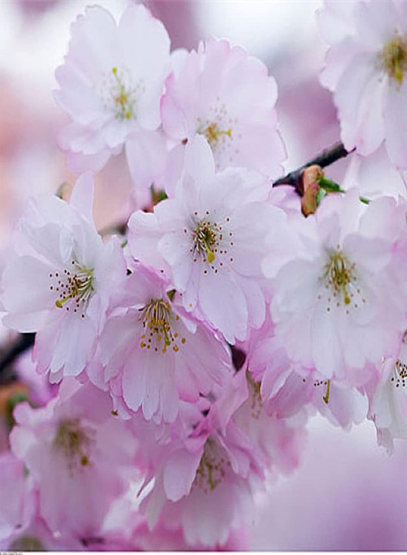 جي جوت 30 قطعة من بذور ساكورا أزهار الكرز الوردية الفاتحة لزراعة الحدائق الخارجية وديكور الفناء الجميل لتصبح مشهدًا ساحرًا في المنزل - Image 1