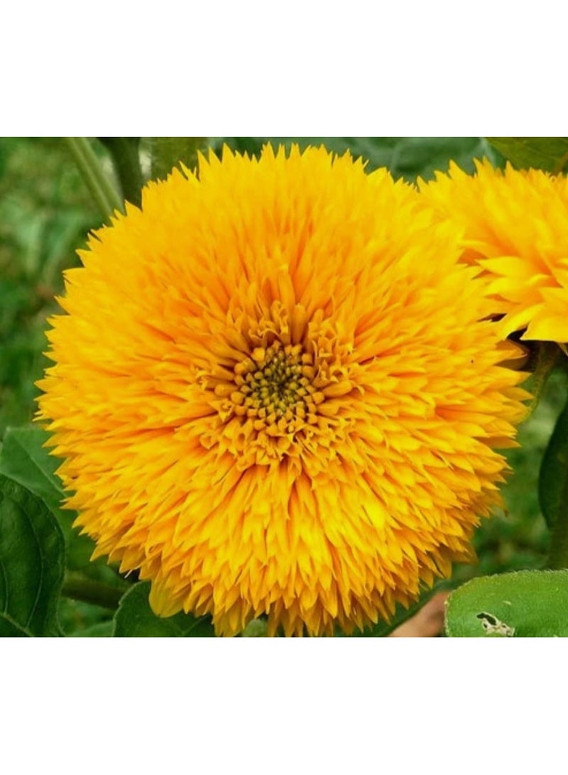 50 PCS Teddy Bear  Sunflower Seeds Double Flower Sunflower Seeds - Image 2