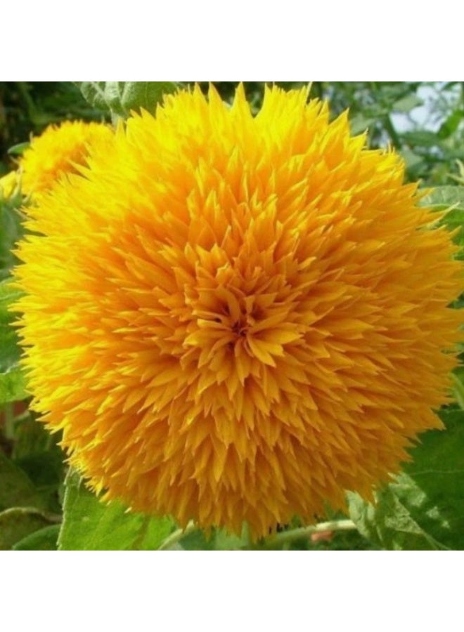 50 PCS Teddy Bear  Sunflower Seeds Double Flower Sunflower Seeds - Image 1