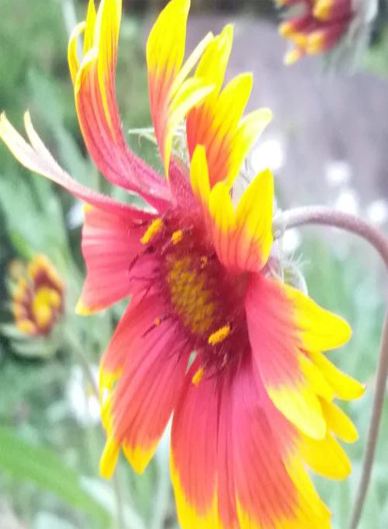 GGOOT 100Pcs/Bag Gaillardia Pulchella Seeds Beautiful Prolific Full of Vitality Healthy Gaillardia Pulchella Seedlings for Balcony - Gaillardia pulchella Foug Seeds - Image 2