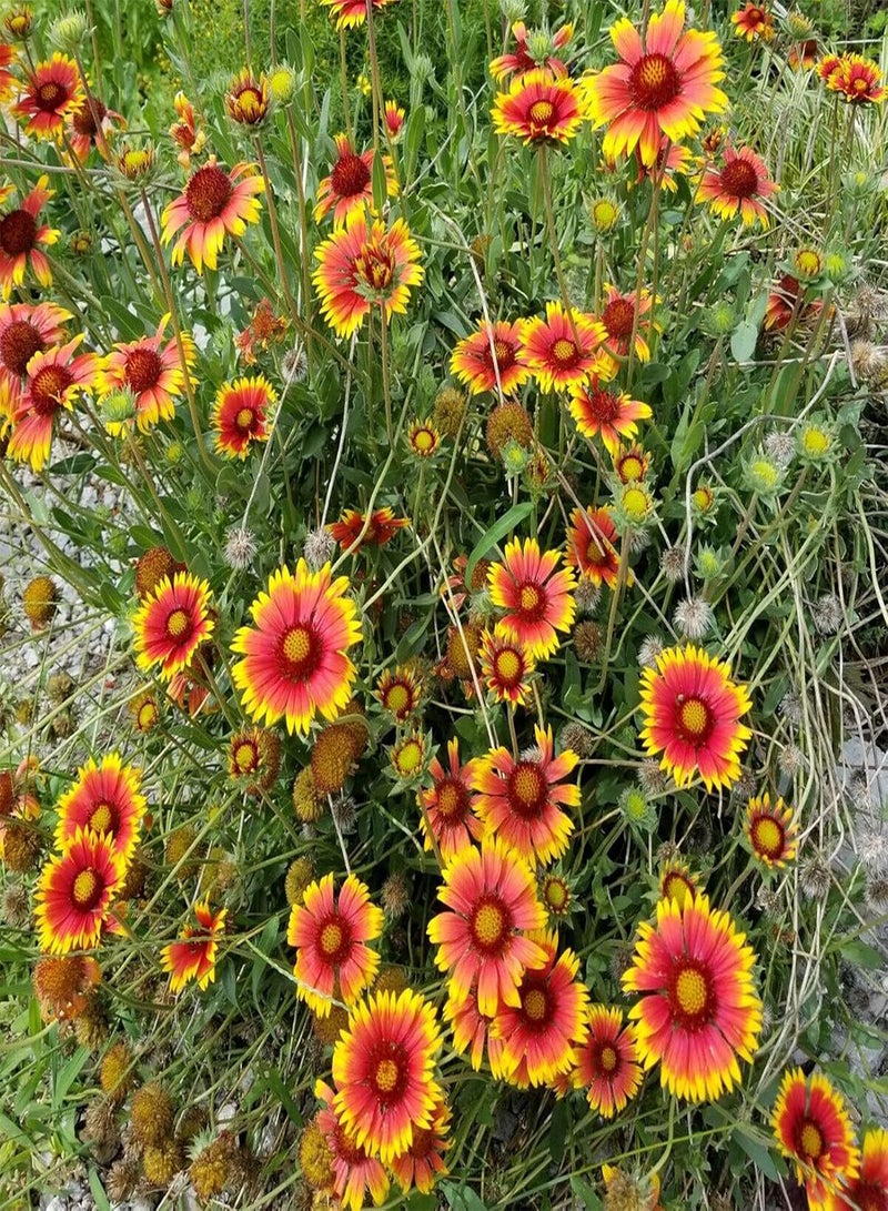 GGOOT 100Pcs/Bag Gaillardia Pulchella Seeds Beautiful Prolific Full of Vitality Healthy Gaillardia Pulchella Seedlings for Balcony - Gaillardia pulchella Foug Seeds - Image 4