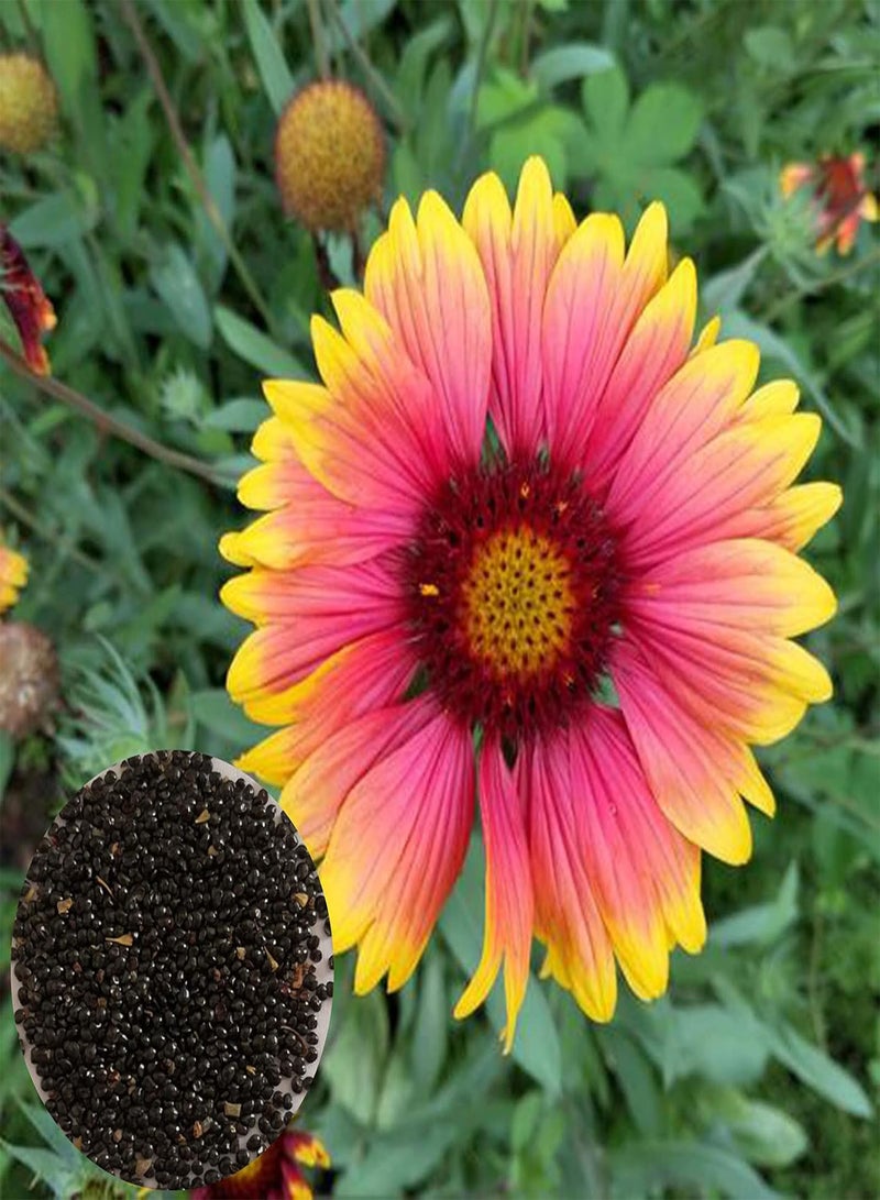 GGOOT 100Pcs/Bag Gaillardia Pulchella Seeds Beautiful Prolific Full of Vitality Healthy Gaillardia Pulchella Seedlings for Balcony - Gaillardia pulchella Foug Seeds - Image 1