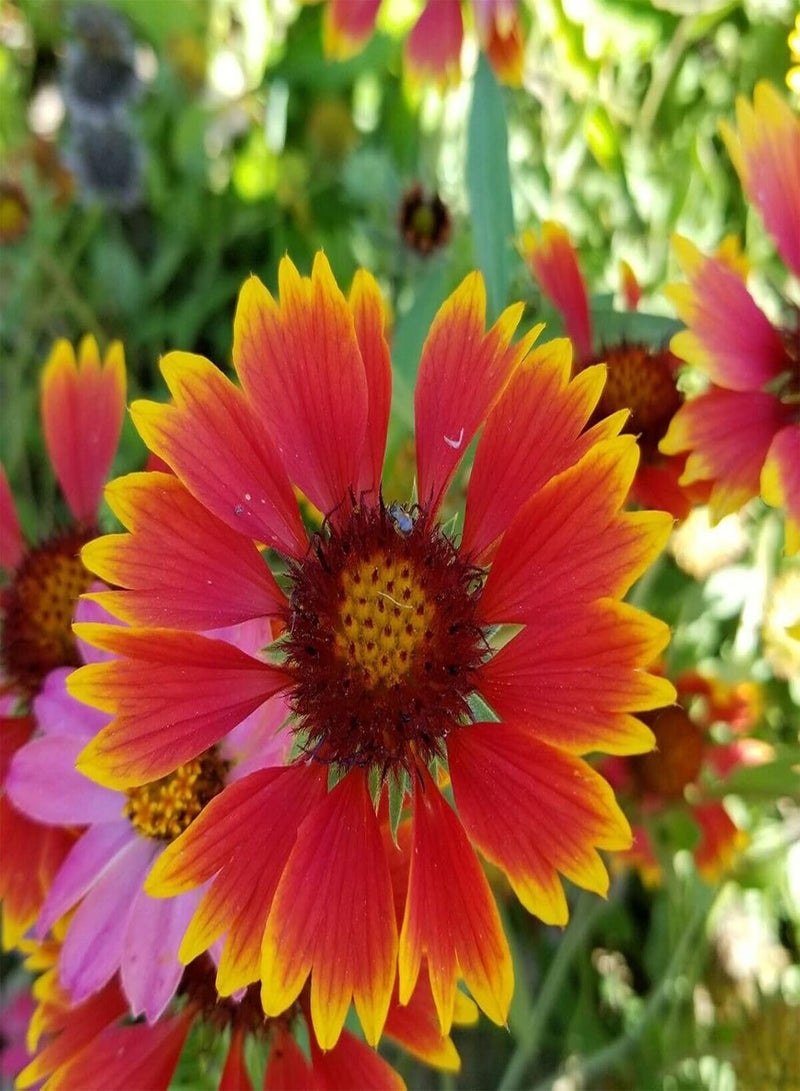 GGOOT 100Pcs/Bag Gaillardia Pulchella Seeds Beautiful Prolific Full of Vitality Healthy Gaillardia Pulchella Seedlings for Balcony - Gaillardia pulchella Foug Seeds - Image 3