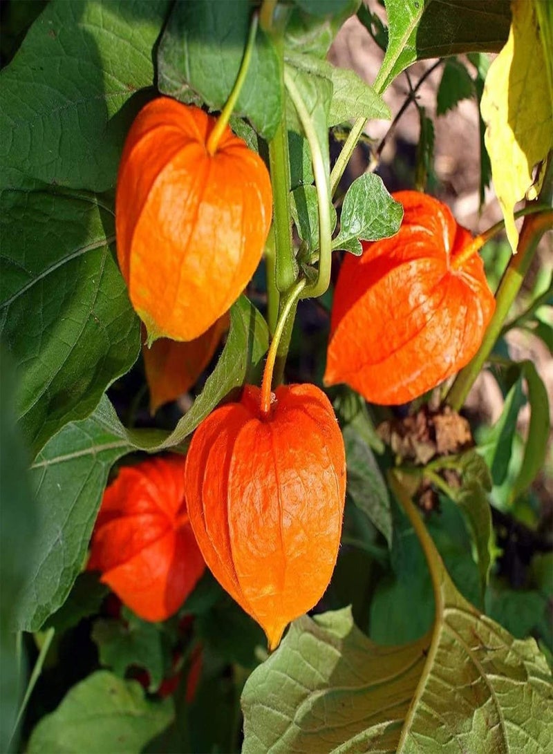 GGOOT 50Pcs/Bag Seeds Prolific Nutritious Easy to Plant Cash Crop Peru Ground Cherry Seeds for Garden Garden Seeds for Home - Image 3