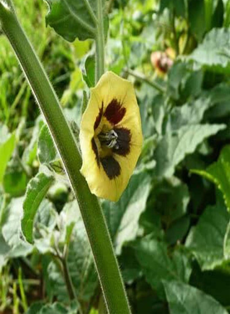 GGOOT 50Pcs/Bag Seeds Prolific Nutritious Easy to Plant Cash Crop Peru Ground Cherry Seeds for Garden Garden Seeds for Home - Image 5