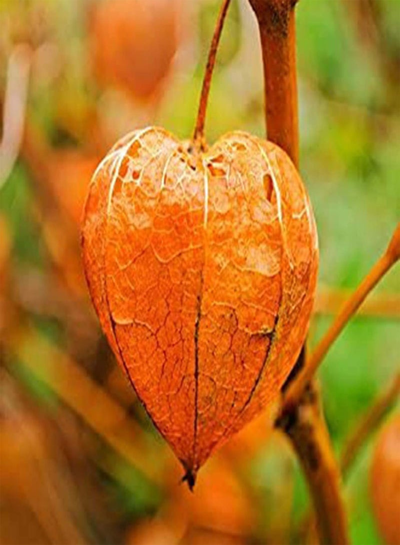 GGOOT 50Pcs/Bag Seeds Prolific Nutritious Easy to Plant Cash Crop Peru Ground Cherry Seeds for Garden Garden Seeds for Home - Image 2