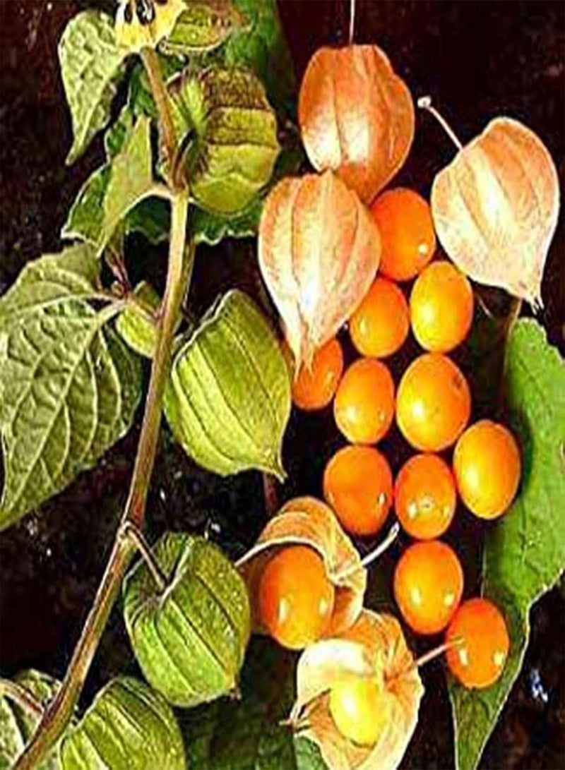 GGOOT 50Pcs/Bag Seeds Prolific Nutritious Easy to Plant Cash Crop Peru Ground Cherry Seeds for Garden Garden Seeds for Home - Image 4