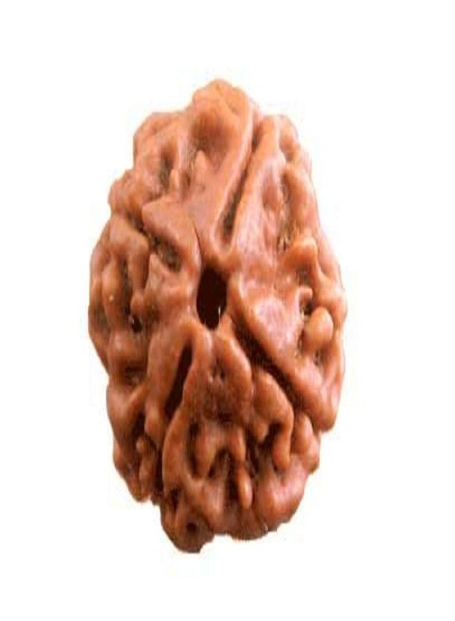 numeroastro خرزة رودراكشا أصلية وطبيعية من numeroastro، ذات 4 أوجه، معتمدة من المختبر (عبوة من 1) - Image 2