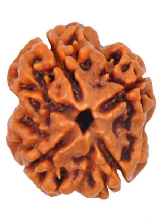 numeroastro خرزة رودراكشا أصلية وطبيعية من numeroastro، ذات 4 أوجه، معتمدة من المختبر (عبوة من 1) - Image 1