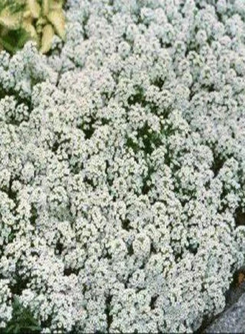 GGOOT Plant Seed 500Pcs/Bag Alyssum Seeds Productive Flourishing Perennial Fragrant Floral Plant Seedlings for Garden - Seed - Image 4
