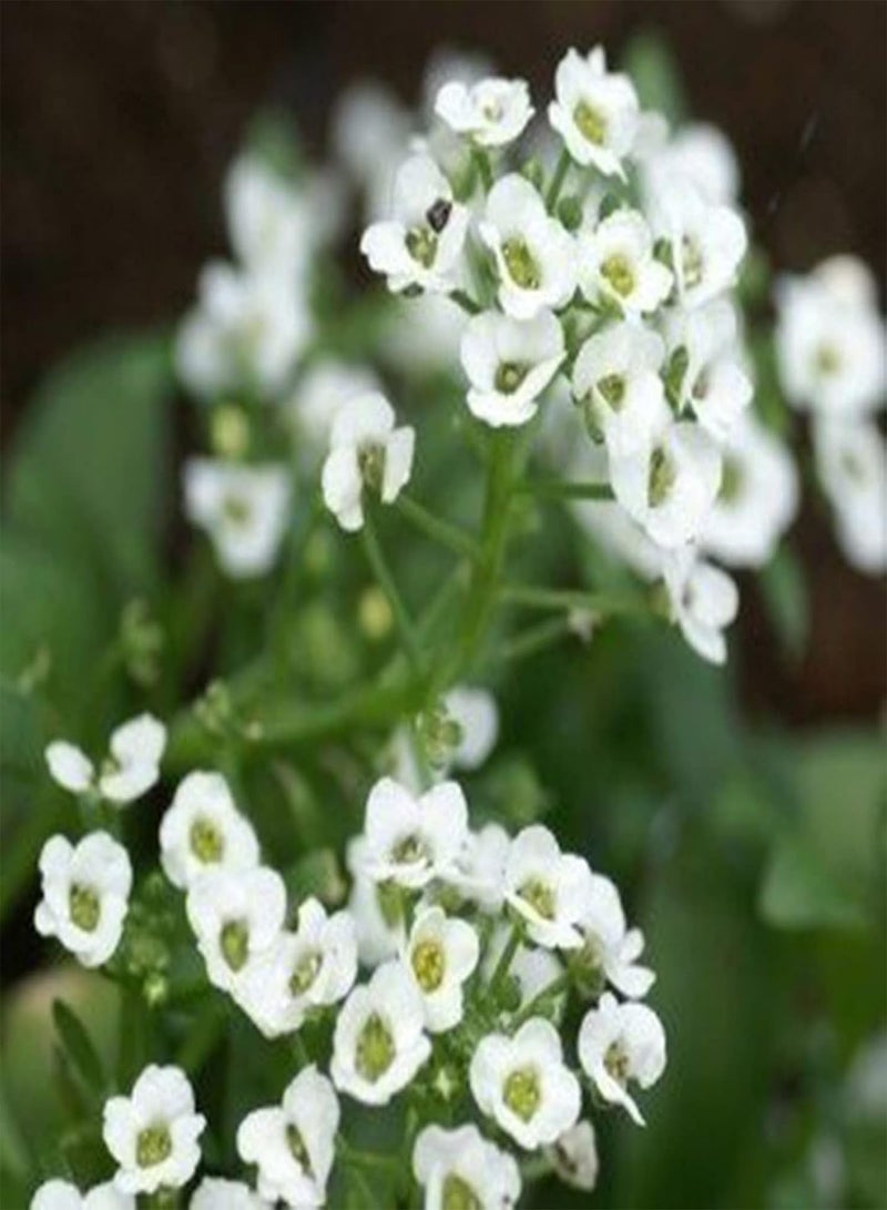 GGOOT Plant Seed 500Pcs/Bag Alyssum Seeds Productive Flourishing Perennial Fragrant Floral Plant Seedlings for Garden - Seed - Image 3