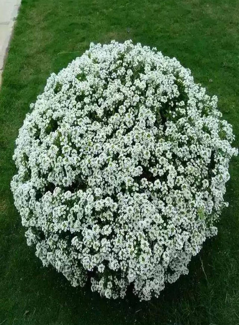 GGOOT Plant Seed 500Pcs/Bag Alyssum Seeds Productive Flourishing Perennial Fragrant Floral Plant Seedlings for Garden - Seed - Image 2