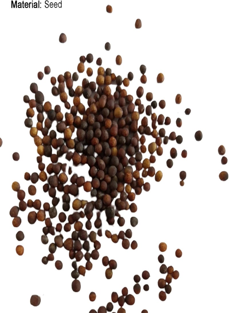 GGOOT Plant Seed 500Pcs/Bag Alyssum Seeds Productive Flourishing Perennial Fragrant Floral Plant Seedlings for Garden - Seed - Image 5