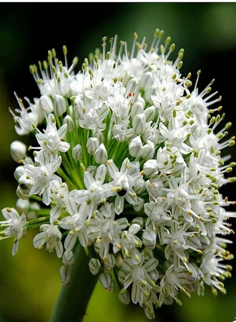 GGOOT 10 weiße Allium Zwiebeln mehrjährige Blumenzwiebeln Zum Pflanzen von aufrechtem Wachstum bringen Farbe in Ihren Garten hoher Zierwert - Image 3