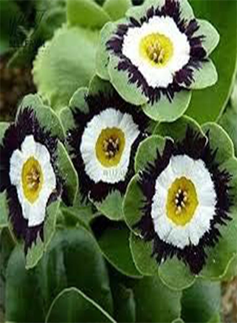GGOOT Primula Auricula Miss Teak, Professional Pack, 15 Seeds - Image 2