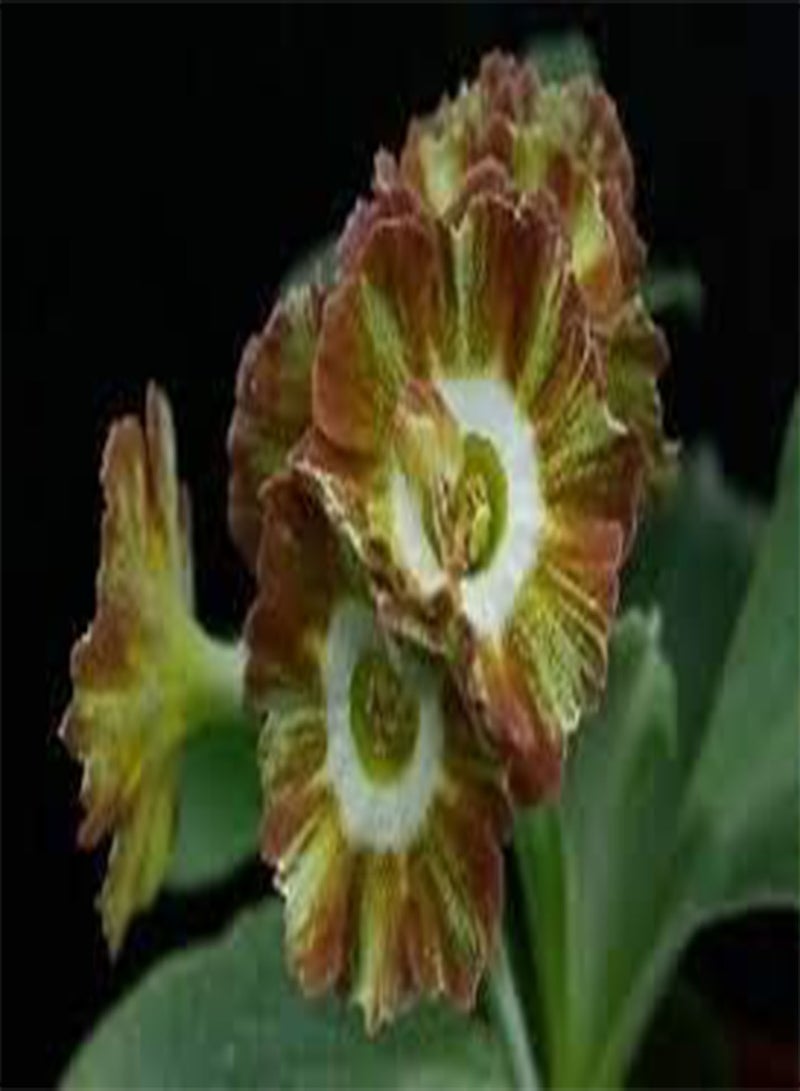 GGOOT Primula Auricula Miss Teak, Professional Pack, 15 Seeds - Image 1