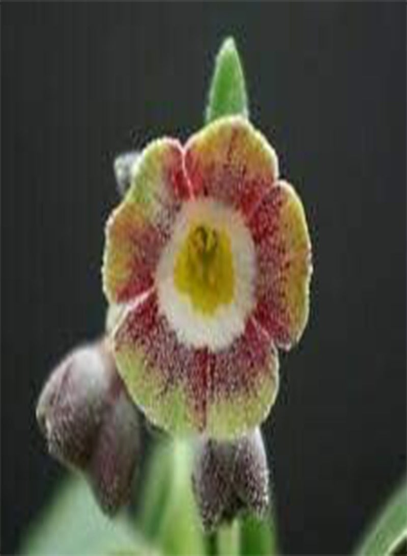 GGOOT Primula Auricula Miss Teak, Professional Pack, 15 Seeds - Image 3