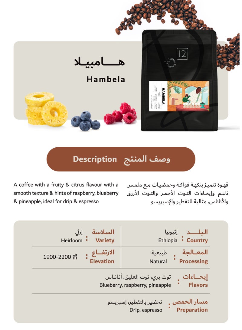 12 كوب ٤ محاصيل قهوة مختصة و فلتر كافيك V60 بوكس القهوة المختصة - Image 4