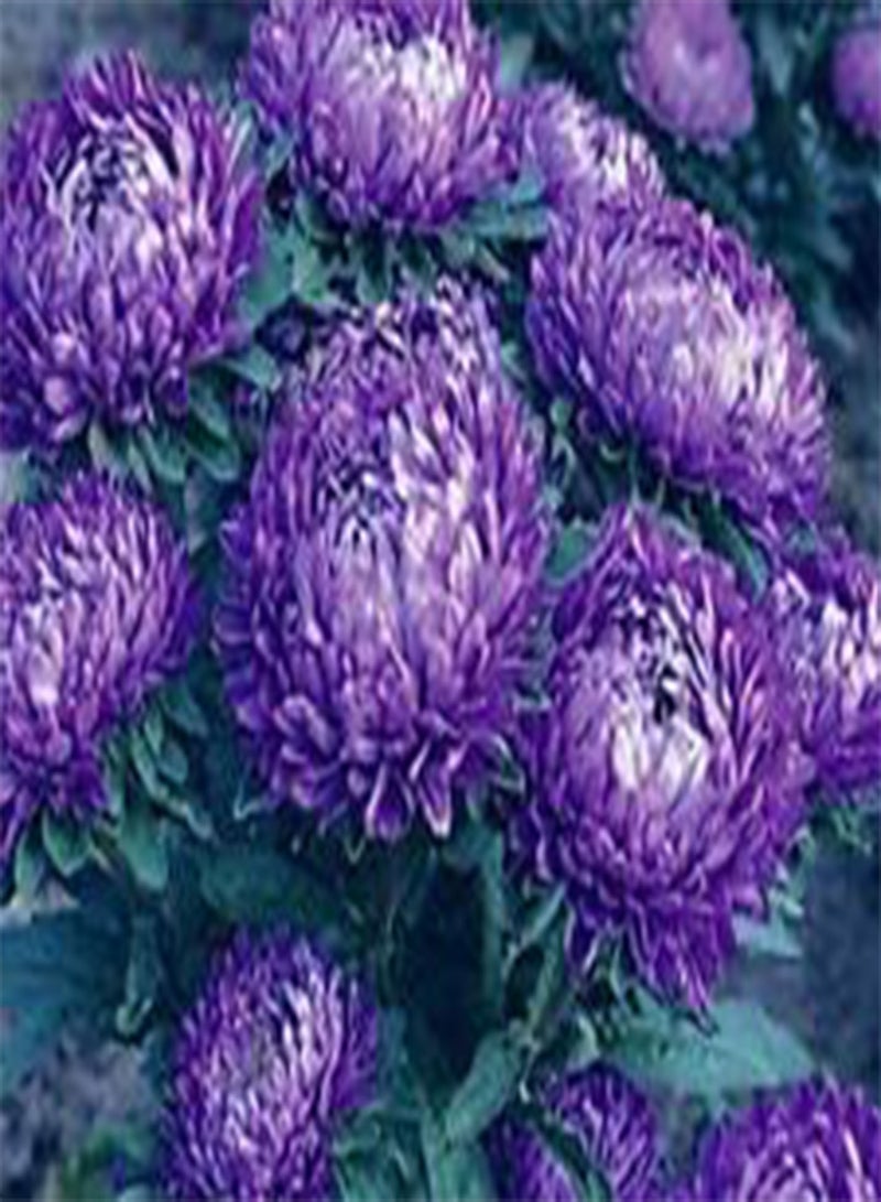 GGOOT Aster Milady Blue Dwarf Callistephus Chinensis - 200 Bulk (PKD) Seeds
