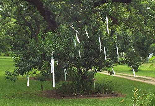 GOETOR Bird Scare Tape Ribbon Flash Double Sided Reflective Ribbon 298 Feet - Image 5
