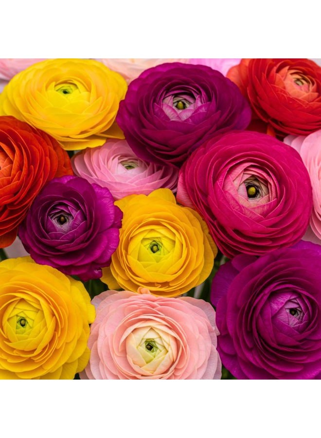 CZ Grain Ranunculus Mix Color Bulbs for Planting - Ships from Iowa, USA (20 Bulbs) - Image 1