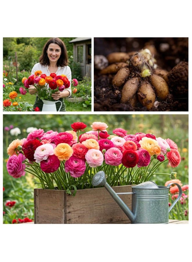 CZ Grain Ranunculus Mix Color Bulbs for Planting - Ships from Iowa, USA (20 Bulbs) - Image 2